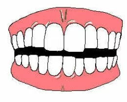 Dentes e suas funções
